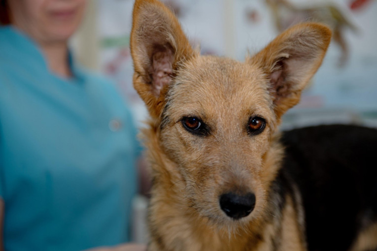 Morate da budete oprezni: Redovno čišćenje ušiju vašeg krznenog prijatelja čuva njegovo zdravlje