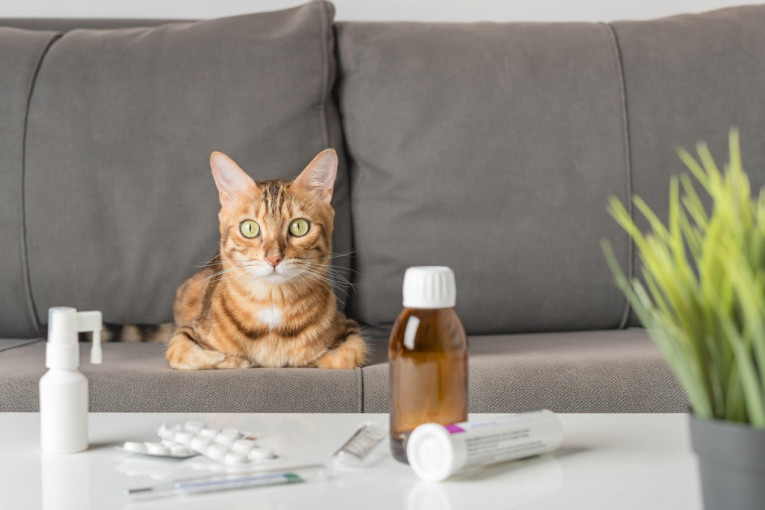 Jedan neobičan zvuk otkriva tešku bolest: Ako ga čujete, hitno odvedite mačku kod veterinara