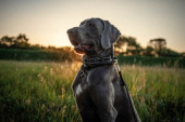 Uginuo Zevs, najviši pas na svetu: Bolest je bila jača od nežnog diva