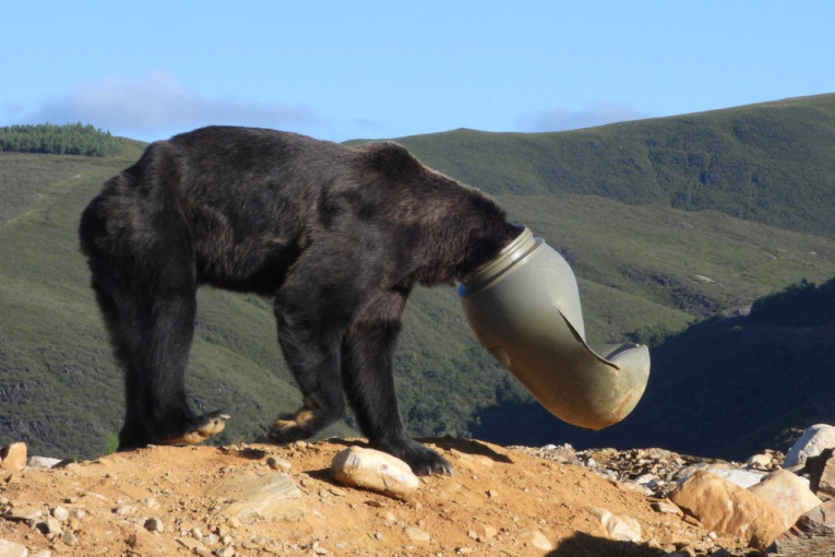 Medved danima lutao sa buretom na glavi: Nije ništa video, veterinari ga izbavili (FOTO)