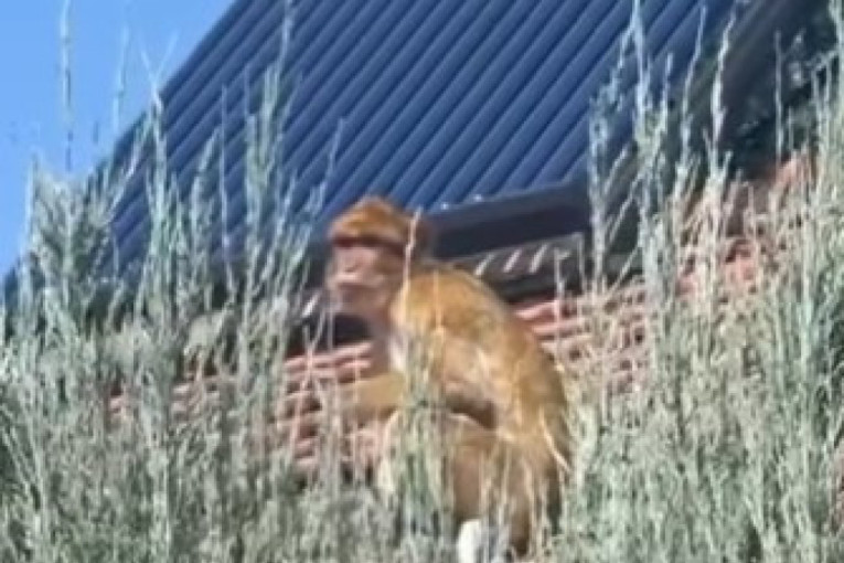 Beograđani u šoku: Majmun šeta krovovima Karaburme! (VIDEO)
