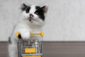 Nećete verovati šta je mačka radila u prodavnici (VIDEO)