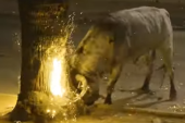 Stravičan snimak mučenja životinje: Biku zapalili rogove, pa ga vukli niz ulicu (UZNEMIRUJUĆI SNIMAK)