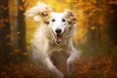 Brzinom munje: Upoznajte 5 najbržih rasa pasa na svetu
