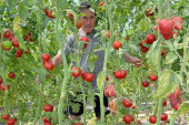 Skuplje je od zlata, ali donosi odličan profit: Džinovski čeri paradajz