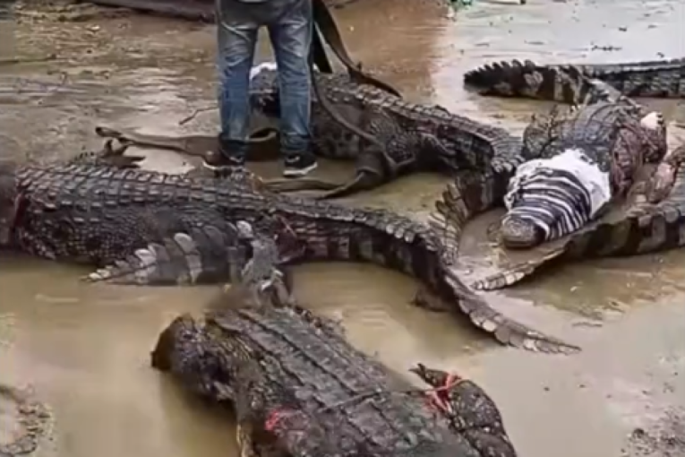 Uhvaćeni svi krokodili koji su pobegli tokom poplave u Kini: Pojavili se i snimci vezanih i besnih zveri (VIDEO)