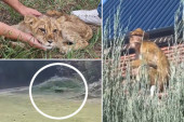 Afrika u Srbiji! Egzotične životinje na ulicama zabrinule građane - pantera se na severu i dan-danas plaše (VIDEO)
