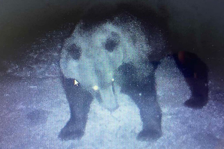 Neobičan prizor kod Kosjerića: Umesto divljih svinja na hranilicama medvedi! došle najmanje tri odrasle jedinke i njihovi mladi