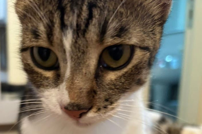 Nestala Tufnica u Višnjičkoj banji: Da li ste je videli? Vlasnica je traži već nedeljama! (FOTO)