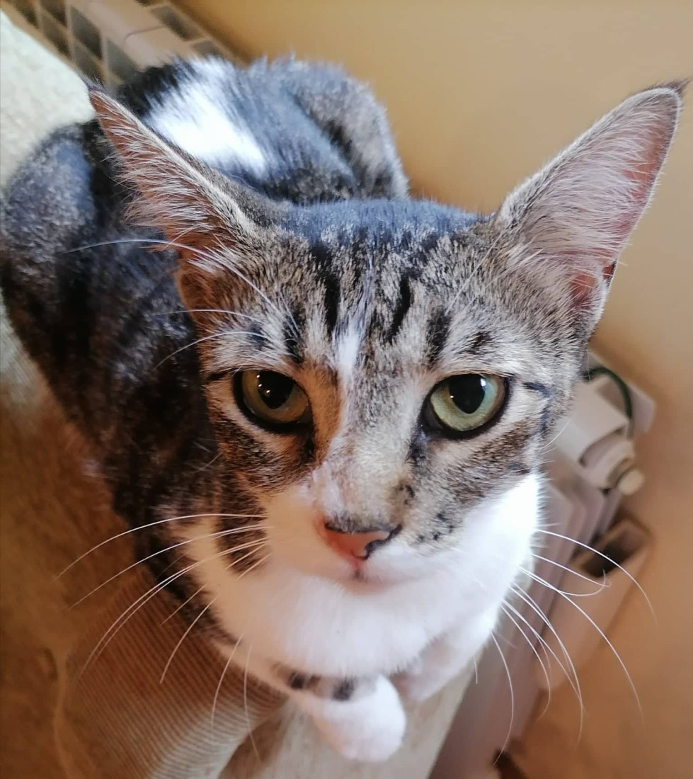 Nestala Tufnica u Višnjičkoj banji: Da li ste je videli? Vlasnica je traži već nedeljama! (FOTO)