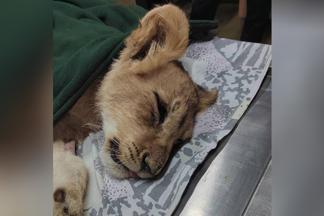 Dehidrirana, ranjena i anemična: Mala lavica jutros operisana - veterinari se bore za njen život!