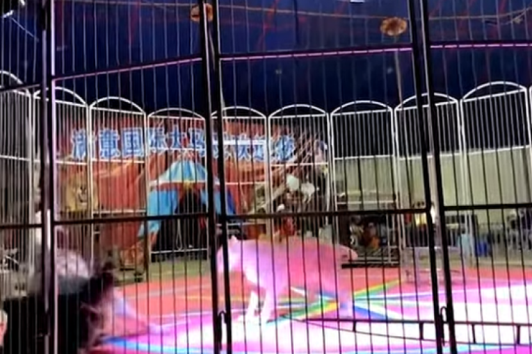Kamera zabeležila užas u cirkusu: Lav napao dresera tokom tačke, publika u strahu! (VIDEO)