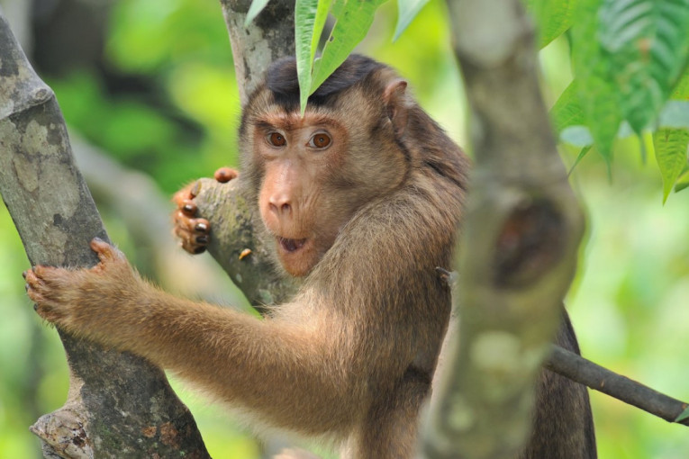 Kinezi uspešno klonirali prvog rezus majmuna: Fiziologija im je slična ljudskoj, evo za šta će se koristiti