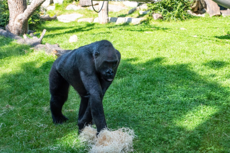 Najstariji gorila na svetu napunio 67 godina: Evo šta je dobio ovim povodom, a priča o dolasku u zoološki vrt je neverovatna
