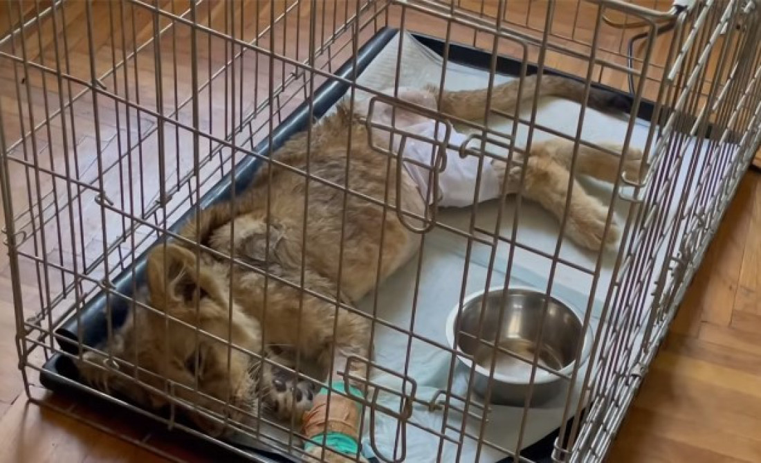 Malena lavice, držimo ti palčeve! Životinja nađena kod Subotice sada stabilno, ali i dalje kritično (VIDEO)