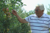 Prvoklasna 30, a padalica samo osam dinara po kilogramu: Počela berba jabuka u selima zapadne Srbije (FOTO)