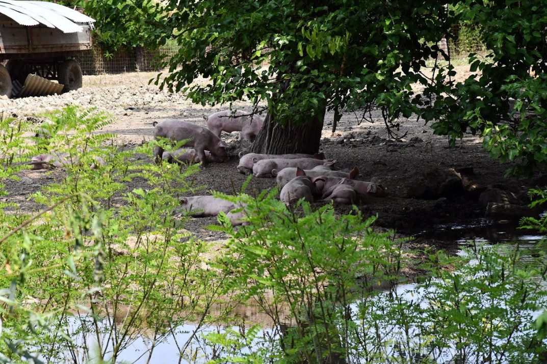 Opasnost od afričke kuge je još tu! Žeteoci treba da budu oprezni zbog uginulih divljih svinja, veterinari dali savet šta da rade