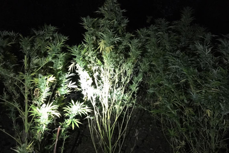 Nova velika zaplena policije: Na tri lokacije nađeni džakovi puni droge (FOTO)