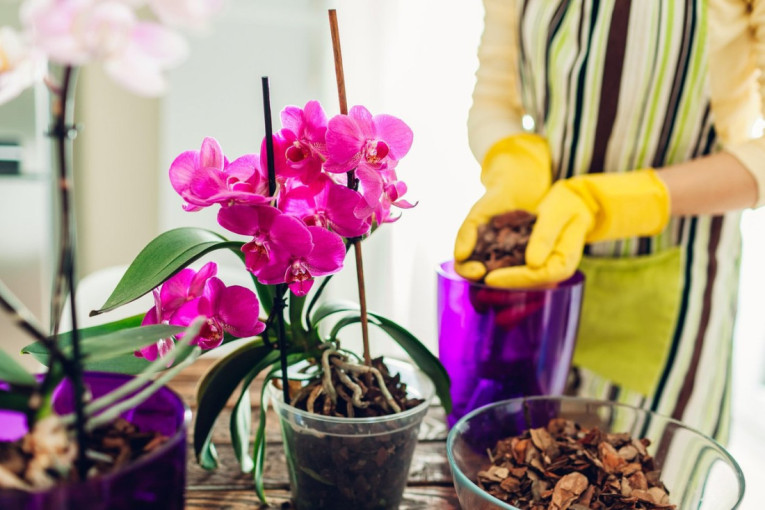Egzotične lepotice: spasite koren orhideja od truljenja i poslužite im limunadu za potpuni oporavak i bujnije lišće