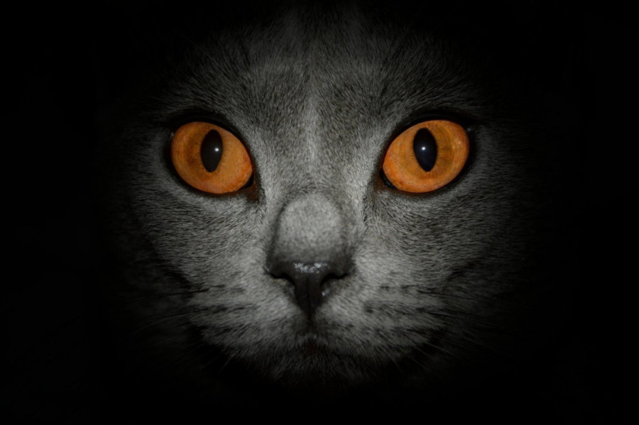 Noćne ludorije: Evo zašto mačke "polude" baš pred spavanje