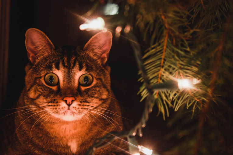 Tiktokerka našla rešenje kako da mačke ne skaču po božićnom drvcu: Video odmah postao hit