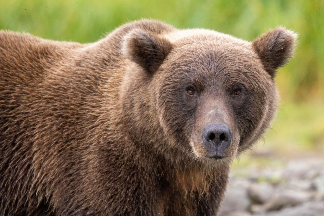 Ljubo više neće živeti u kavezu: Oko medveda iz Crne Gore se digla frka i van granica, sada dobija novi prostor od 8.400 kvadrata
