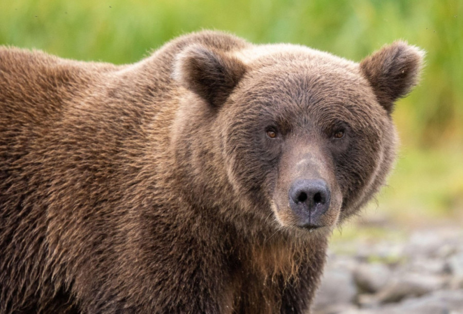 Automobil udario medveda: Prelazio put sa mladuncima i majkom