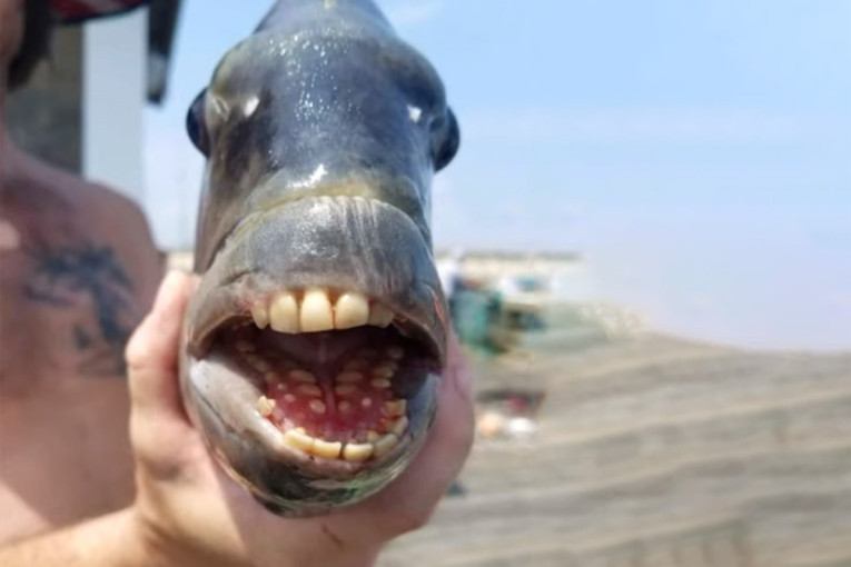 Pecaroš ulovio zver sa zubima nalik ljudskim: Zovu je i riba "demon" (FOTO/VIDEO)