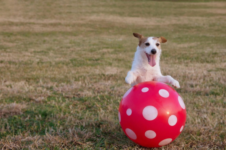 Snimak koji je nasmejao milione: Pas dobio na poklon džinovsku loptu i celog dana se prevrće po dvorištu (VIDEO)