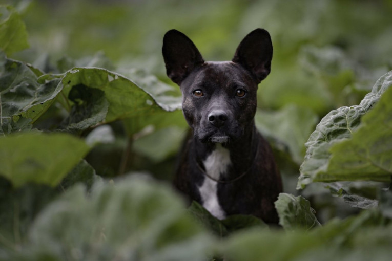 Pet idealnih malih pasa za stan: Komšije vam nikada neće biti problem