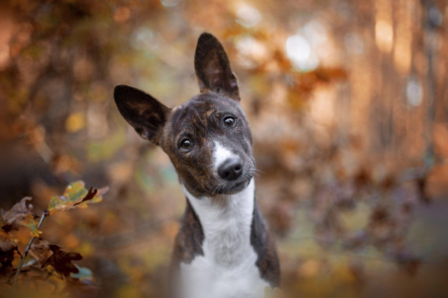 Pet rasa pasa koje nemaju neugodan miris, idealne su za zajednički život