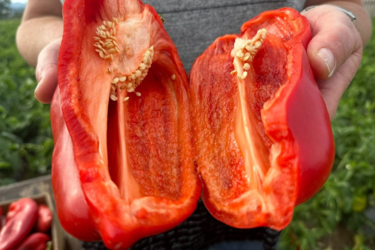 Jedna Danina džinovska paprika dovoljna za ručak cele porodice: Odličan kavalitet i rod crvenog povrća uprkos lošim vremenskim uslovima