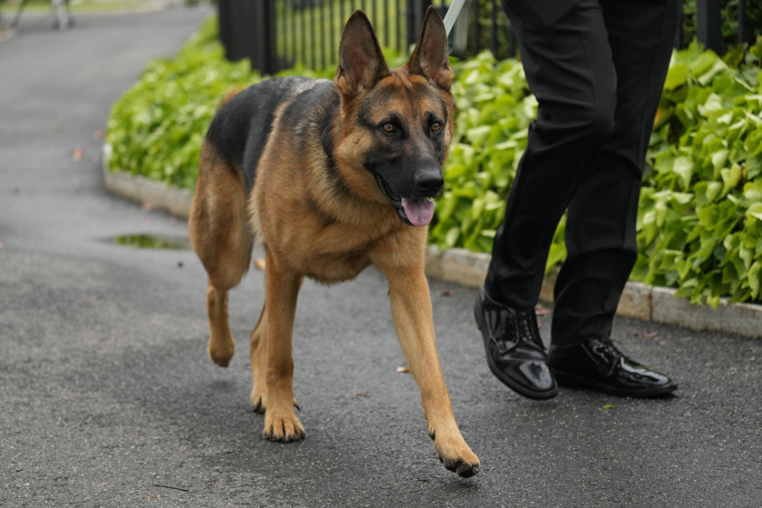 Bajdenov pas premešten iz Bele kuće: Ljubimac predsednika SAD više puta ujeo agente tajne službe