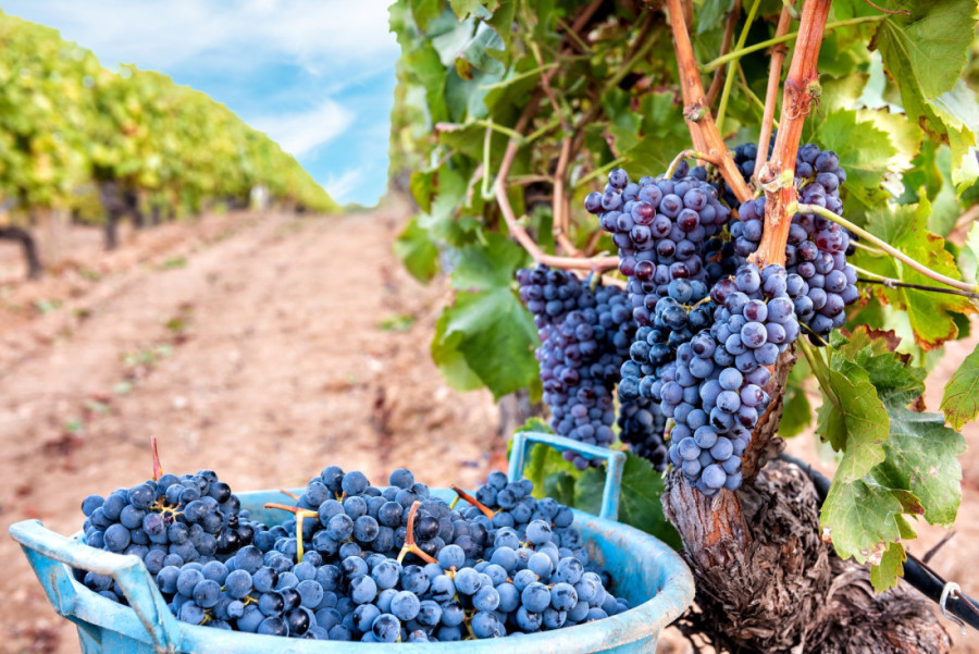 Budućnost vinogradarstva na kocki: Klimatske promene ugrožavaju 90% tradicionalnih regija!