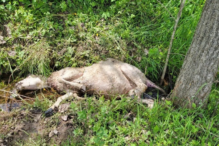 Krvavi pir u ivanjičkom selu Čečine: Medved upao u štalu i Draganu zaklao tri ovce, meštani već godinama u strahu