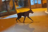 Šok snimak iz Novog Pazara: Doberman sam šeta noću ulicama, ljudi u strahu (VIDEO)