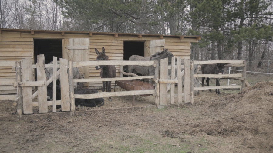Svoje parče raja napravio je na Sokolskim planinama: Igor je veterinar koji ima jedinstvenu štalu domaćih životinja (FOTO)