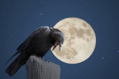 Ptice zloslutnice: Kada svraka kreči i gavranovi obleću oko kuće crno vam se piše - narodna verovanja koja se tiču životinja