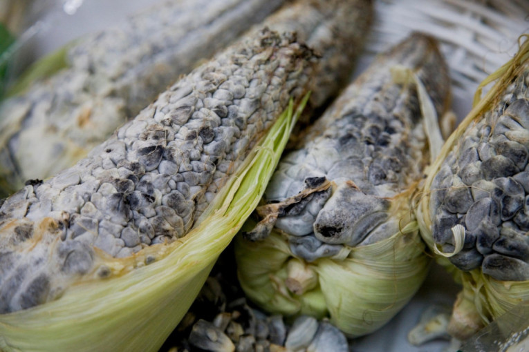 Gljivica vitlakoča: Celi svet je smatra korovom kukuruza, a Meksikanci je jedu u slast vekovima