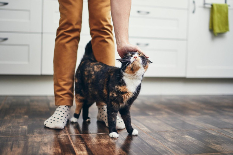 Šta mačka poručuje kada se trlja o vlasnikove noge? Poruka nije upućena samo njemu
