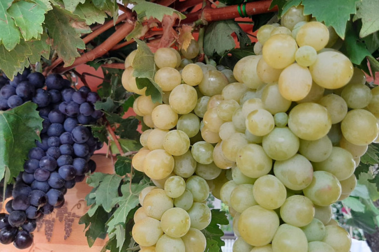 Kako da izaberete najslađe grožđe? Obratite pažnju na ovih nekoliko detalja pre nego što ga kupite