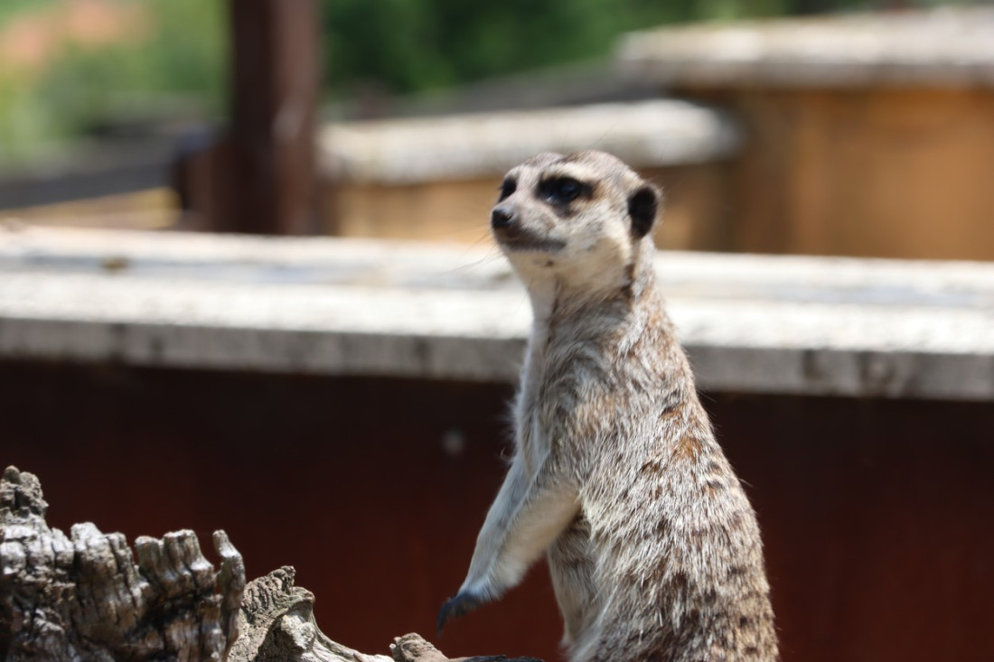 Da li ste znali? Ljudski glasovi izazivaju veći strah kod životinja nego rika lavova
