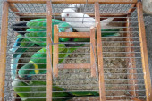 Policija kod Subotičanina pronašla 23 papagaja zaštićene vrste