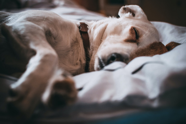 Kad vidite svog voljenog psa kako se trza dok spava, znajte da postoji velika šansa da sanja baš vas