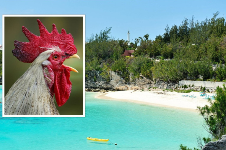 Invazija divljih kokošaka na Bermudima: Živina kao ekološka i ekonomska pretnja