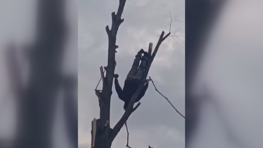 Paraćinac je živa legenda: Penje se na banderu bez penjalica, visi naopačke na drvetu, a sve to u sedmoj deceniji! (FOTO)