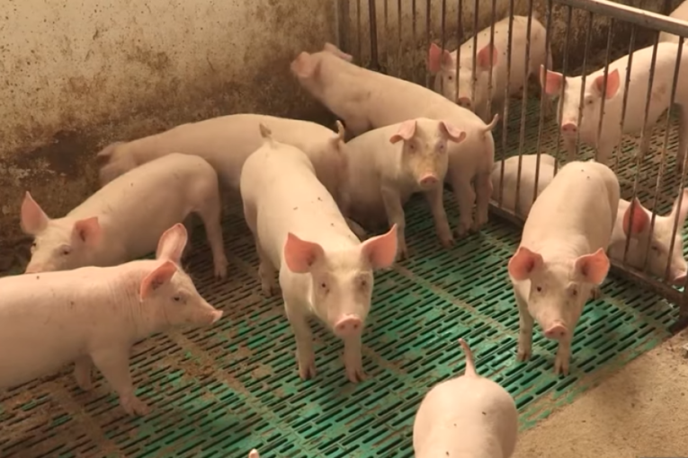 Afrička kuga svinja ugasila celo gazdinstvo: Farma porodice Kolić ostala bez 517 prasića