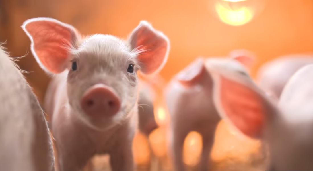 Hoćemo li jesti IT i veštačku inteligenciju, ili...