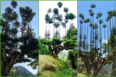 Džinovski bonsai: Dajsugi, japanski metod za pravljenje šume na samo jednom drvetu (VIDEO)