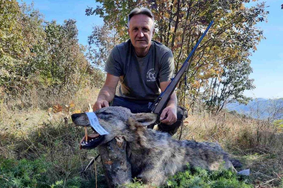 Oči u oči sa predatorom: Iskusni lovac Miroslav uspeo da ustreli vučicu koja mu je prišla na 10 metara! (FOTO)